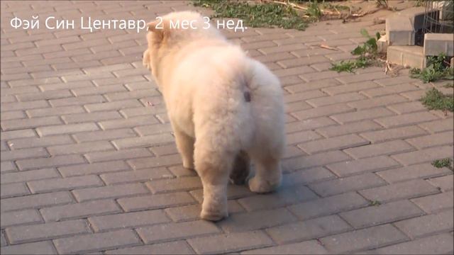 Фэй Син Центавр