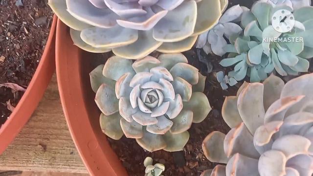 🌍 dica de como cultivar suculenta echeverias latte rosa смотреть онлайн