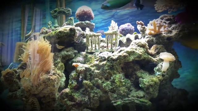 Собачка двухцветная (Ecsenius bicolor) в морском аквариуме смотреть онлайн