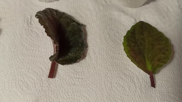 Саженцы фиалок чуть не погибли что я сделала не так? смотреть онлайн