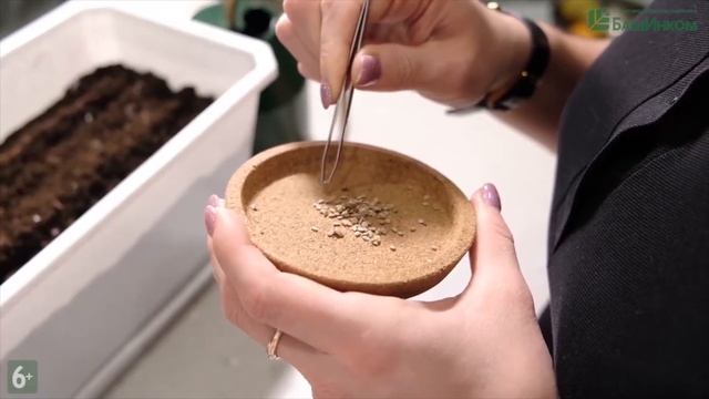 Опыт № 915 Как должна выглядеть идеальная рассада? смотреть онлайн