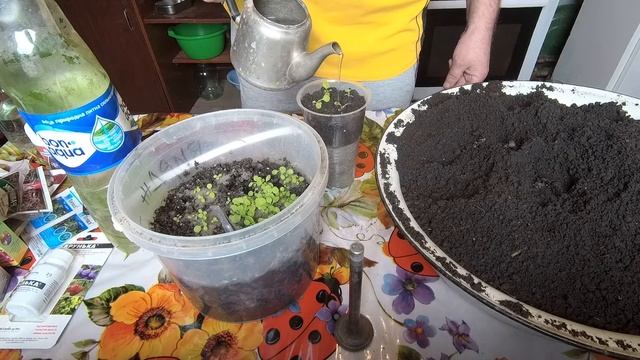 пикируем рассаду,обзор рассады 18 апреля 2020 смотреть онлайн