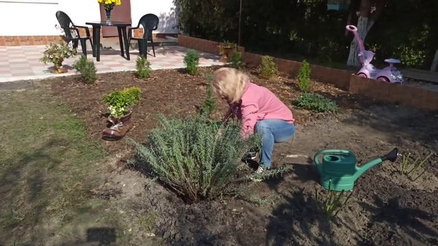 Лаванда посадка и уход. Как сажать лаванду смотреть онлайн