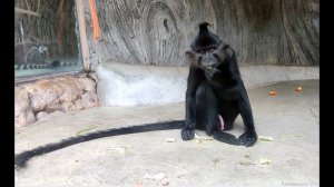 Как выглядит чертик сейчас