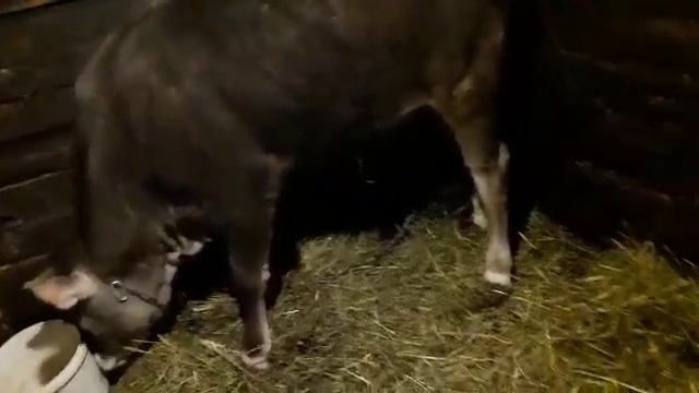 Наши коровы. Наше хозяйство! смотреть онлайн