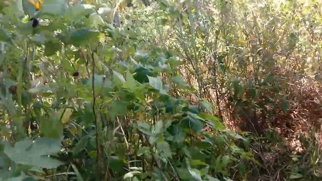 Trip Vlog/Farm Tour To The Countryside Philippines: Vlog#: 110 смотреть онлайн