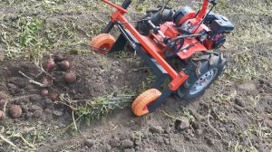 Картофелекопалка "Утиный Хвост" с мотоблоком Агат в деле.mp4