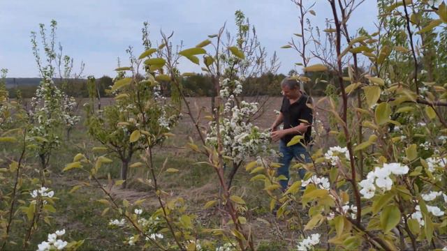 Ранне прорідження 