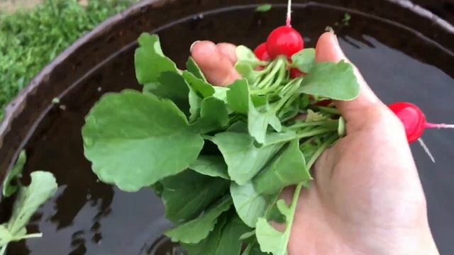 ОГОРОДНЫЕ ДЕЛА! ОБЗОР ВСЕГО ПОНЕМНОГУ! смотреть онлайн