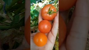 томаты от фирмы Партнёр. Оранжевый земледелец,Верочка и Литл Пинки. @SemenaPartner