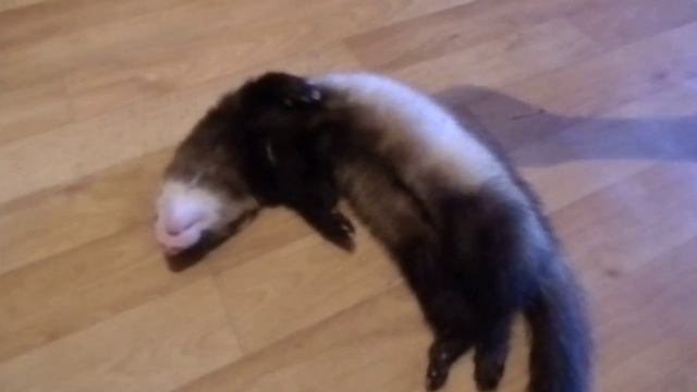 Хорек (фретка) Орлуша спит как убитый/Ferret Orlusha, sound asleep смотреть онлайн