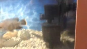 Пленка на поверхности воды