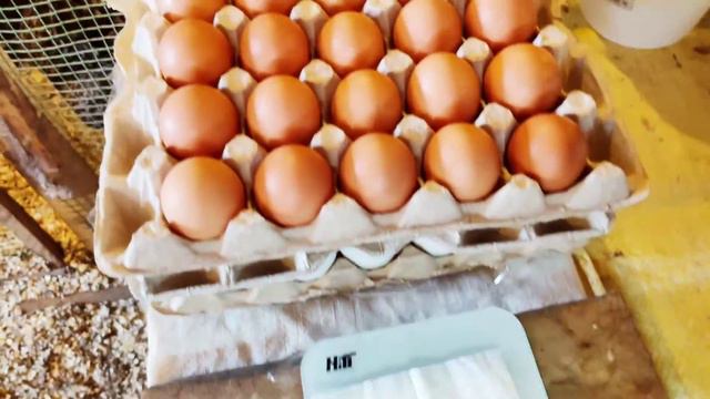 Как ОБМАНЫВАЮТ продавцы инкубационного яйца! смотреть онлайн