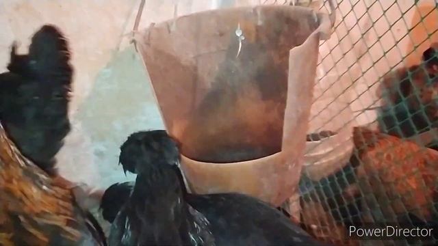 чтобы куры хорошо неслись, не нужно ничего особенного,толь это. жизнь Тани на Алтае смотреть онлайн