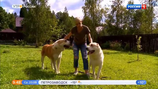 ПИТОМНИК "ДОГ ВИЛ'Л ПРАЙД" Москва. АЛАБАЙ/САО/СРЕДНЕАЗИАТСКАЯ ОВЧАРКА. ДОСТАВКА ЩЕНКОВ ПО ВСЕМУ МИР смотреть онлайн