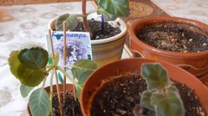 Глоксинии в начале весны. Как и когда начинают просыпаться.