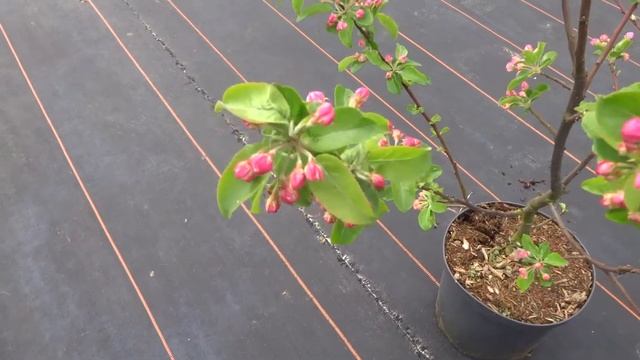 Malus Red Sentinel смотреть онлайн