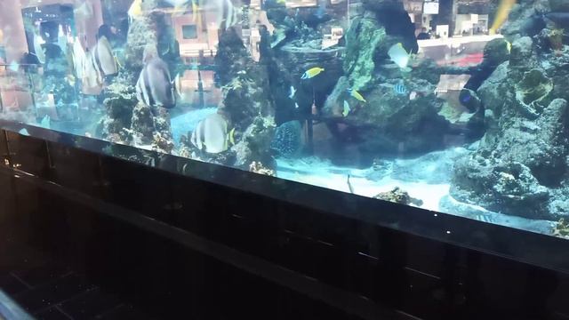 Экзотические рыбы в большом аквариуме смотреть онлайн
