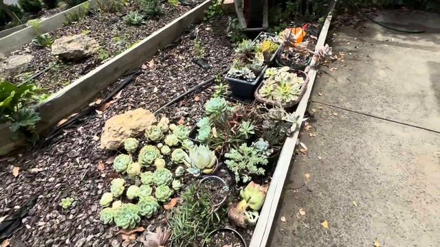 Succulent Planter Box смотреть онлайн