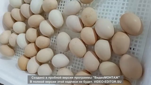 Инкубация куриных яиц. От яйца к цыпленку.