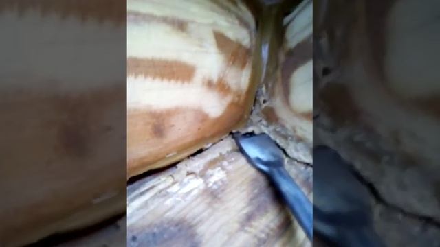 Конопатка дома после замазки смотреть онлайн