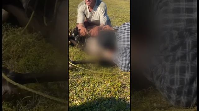 ЯМАЛ ?? На севере оленей кастрируют ЗУБАМИ смотреть онлайн