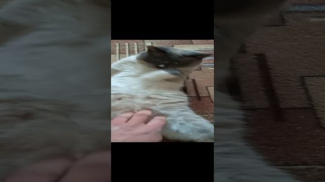 Без названия