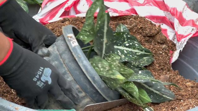 MOST EFFECTIVE WAY TO PROPAGATE YOUR AGLAONEMA! смотреть онлайн