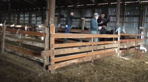 Глистогоним овец I Дегельминтизация