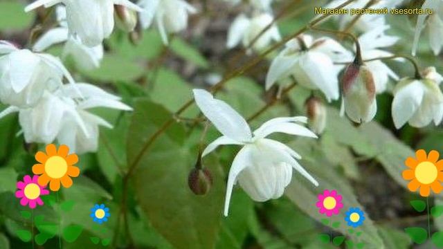 Горянка крупноцветковая Алабастер. Краткий обзор, описание epimedium gradiflorum Alabaster смотреть онлайн