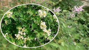 Какая она? Почти незаметная и почти незаменимая - стефанандра . Красивые кустарники для сада