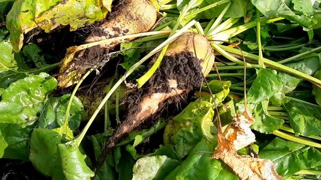 Кормовая свекла: как сеять, как выкапывать и как хранить свеклу. Бурт. смотреть онлайн