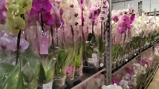 Мега завоз Фаленопсисов в JMP к 8 Марта) Для нас девочки) смотреть онлайн