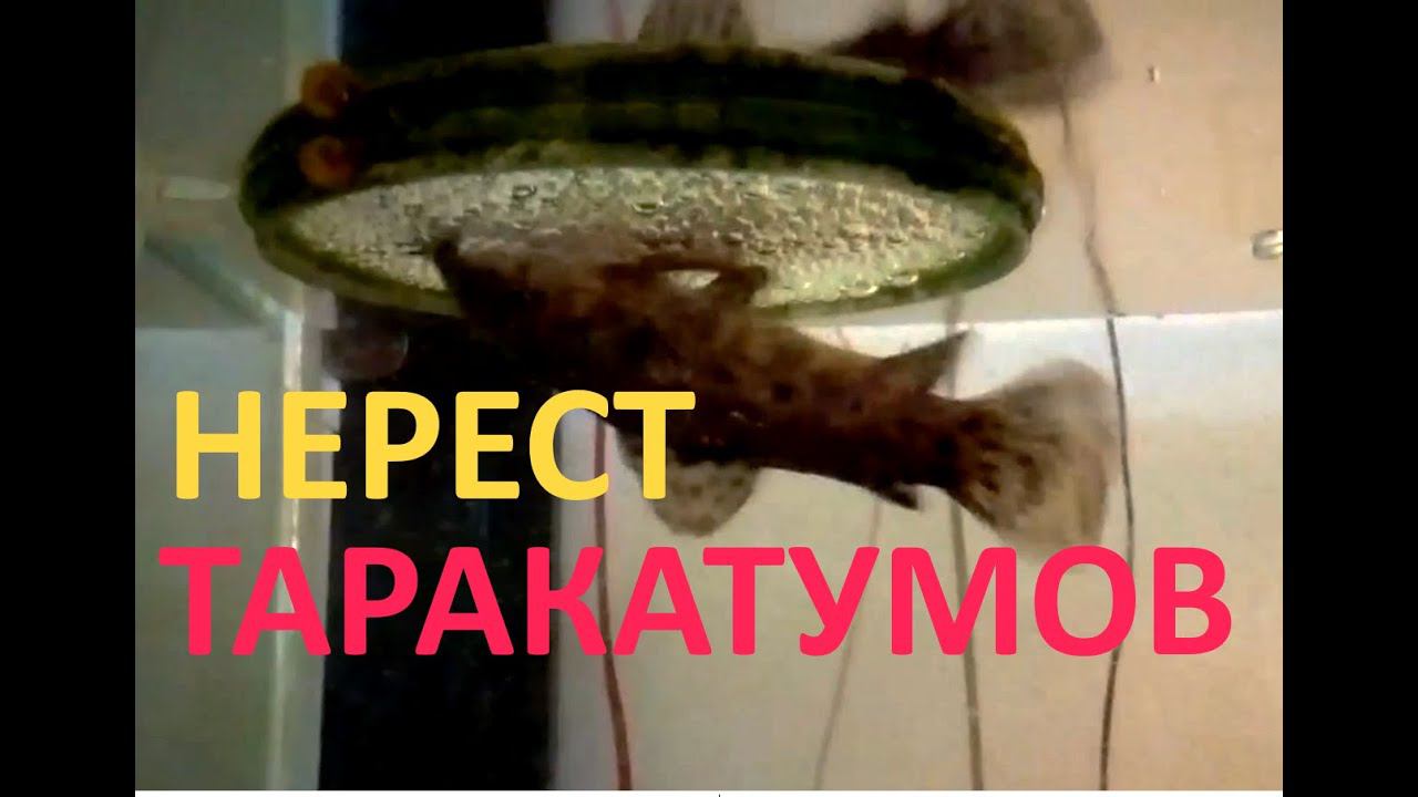 Разведение сомов таракатумов. Начались шевеления в нерестовике!
