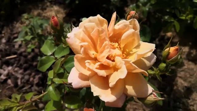 Роза пастелла, крем абунданс, ганриета барнет, кафе, гейша. Питомник элит. Rose смотреть онлайн