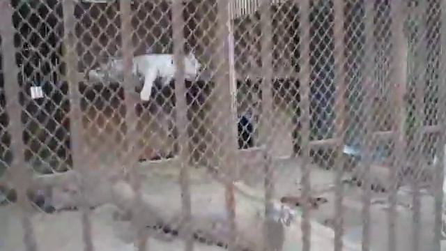 Белые тигры в минском зоопарке смотреть онлайн