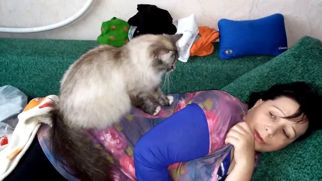 кошка делает массаж смотреть онлайн