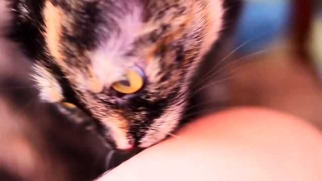 Помощь кошке при родах и прекрасных 6 новорожденных котят :) смотреть онлайн
