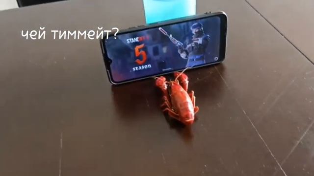 чей тимейт смотреть онлайн