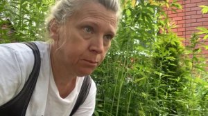 Черенкование кипарисовиков (кипарисы) в подмосковье