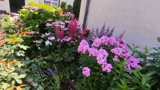 Гортензия БЕСКОНЕЧНОЕ ЛЕТО ????в условиях средней полосы (4 зона) смотреть онлайн