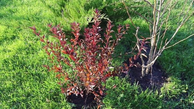 КУСТАРНИК КОТОРЫЙ ДЕКОРАТИВЕН ДОЛЬШЕ ВСЕХ. 8.11.2023г. БЕЛАРУСЬ, ГОМЕЛЬСКАЯ ОБЛАСТЬ смотреть онлайн