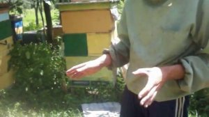 объединить пчелиных семей с роями бджил Роиння бджил обьеднання роя Для начинающих пчеловодов