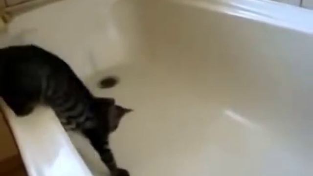 Смешные моменты из жизни животных!)) смотреть онлайн