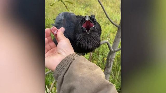 Александр Чугайнов о спасении ворона Гоши, уходе за ним и  TikTok