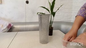 Посадка Спатифилума на фитильный полив