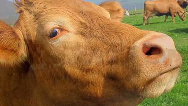 Разведение и выращивание крупного рогатого скота как бизнес идея смотреть онлайн