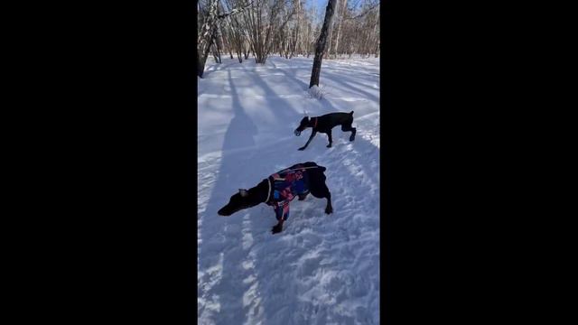Хельга с сыновьями Рокки и Чёкко на прогулке в Парке! смотреть онлайн