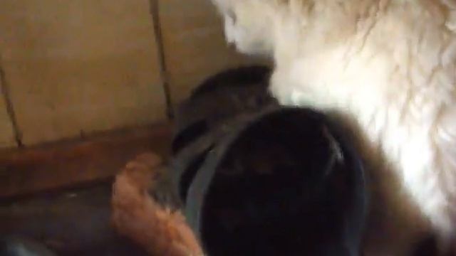 Кот и мыши. смотреть онлайн