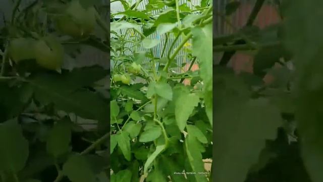 Засолочный Томат "Милашка"?? смотреть онлайн